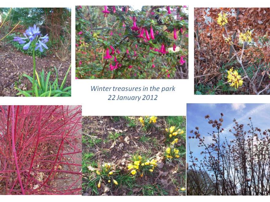 Winter treasures in the park