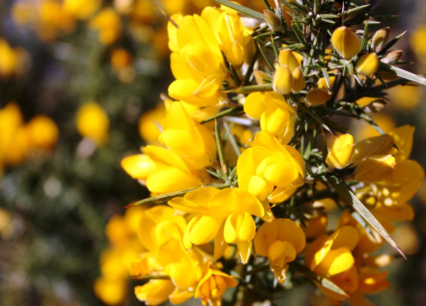 Gorse