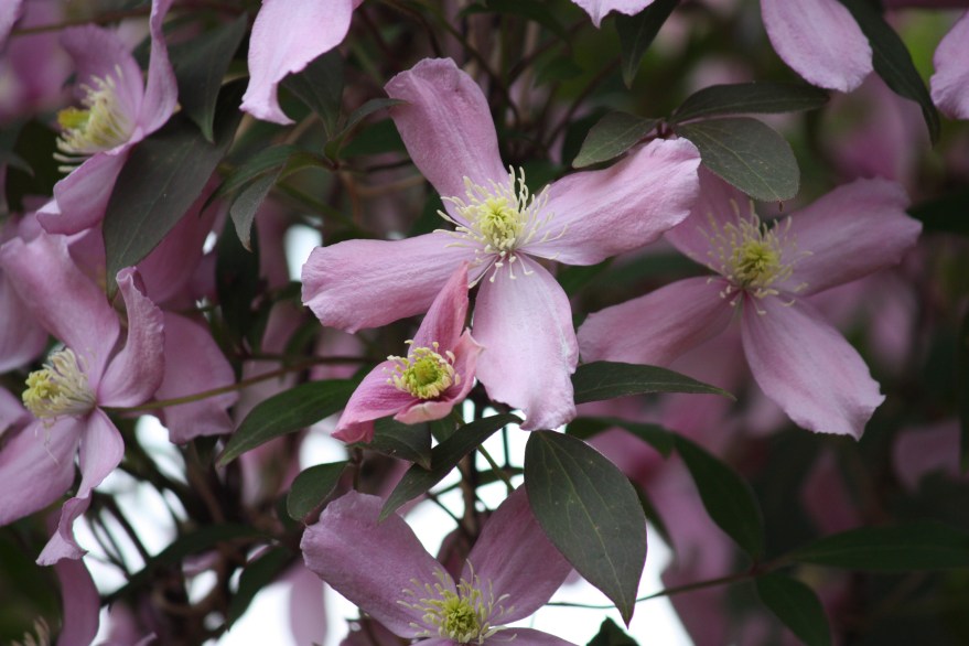 clematis