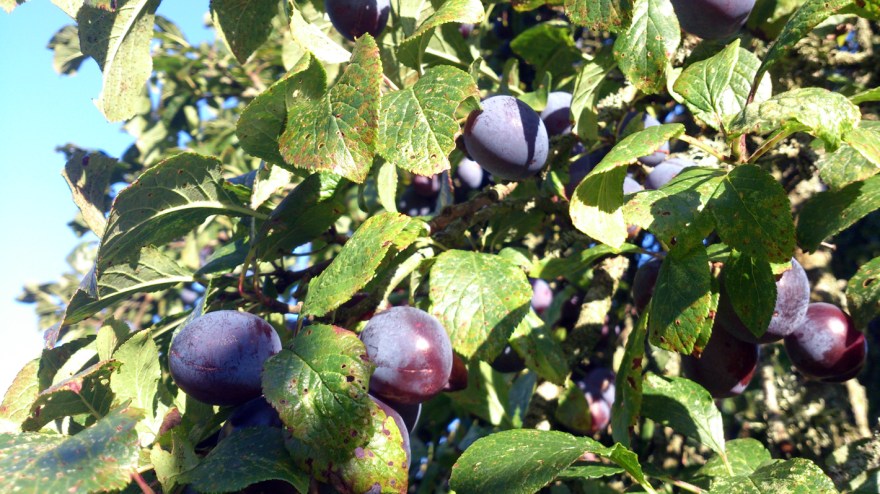 damson2