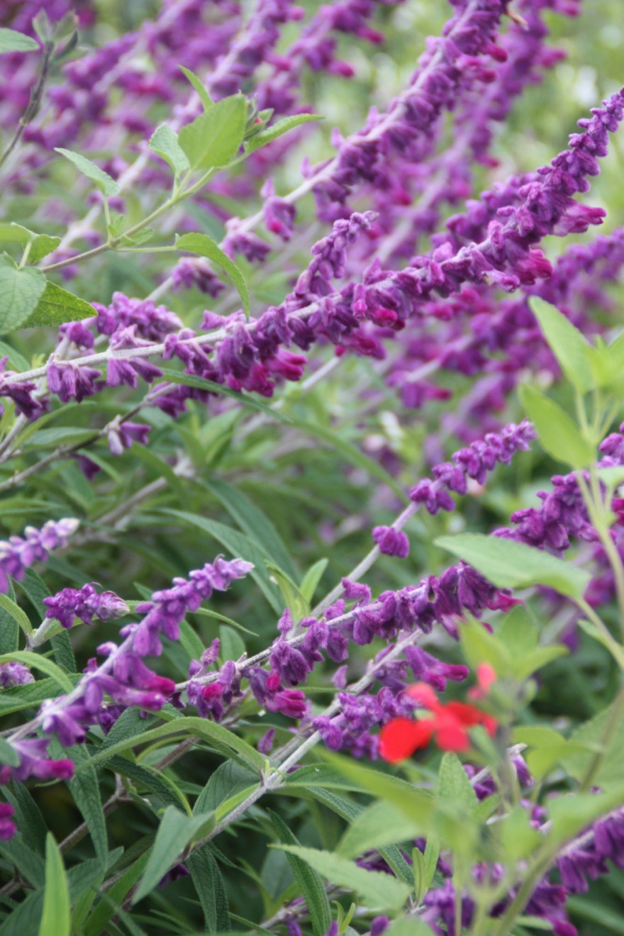 Definitely a salvia, the scent was strong