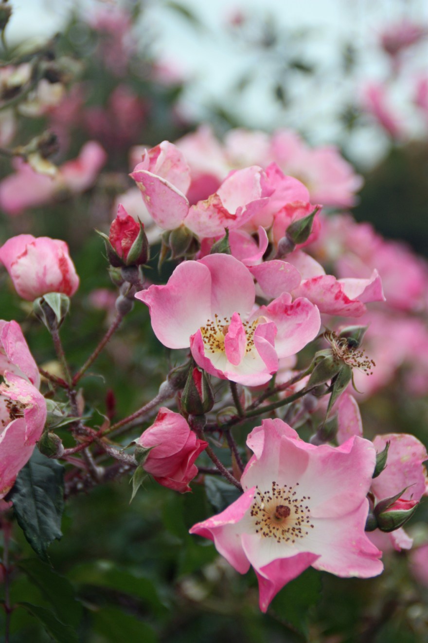 I love single roses, they look more like wild ones!