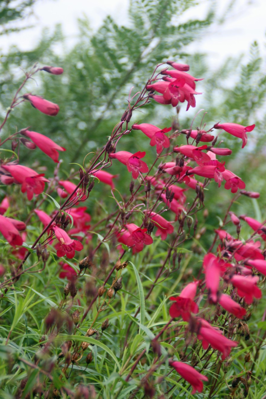 Penstemons