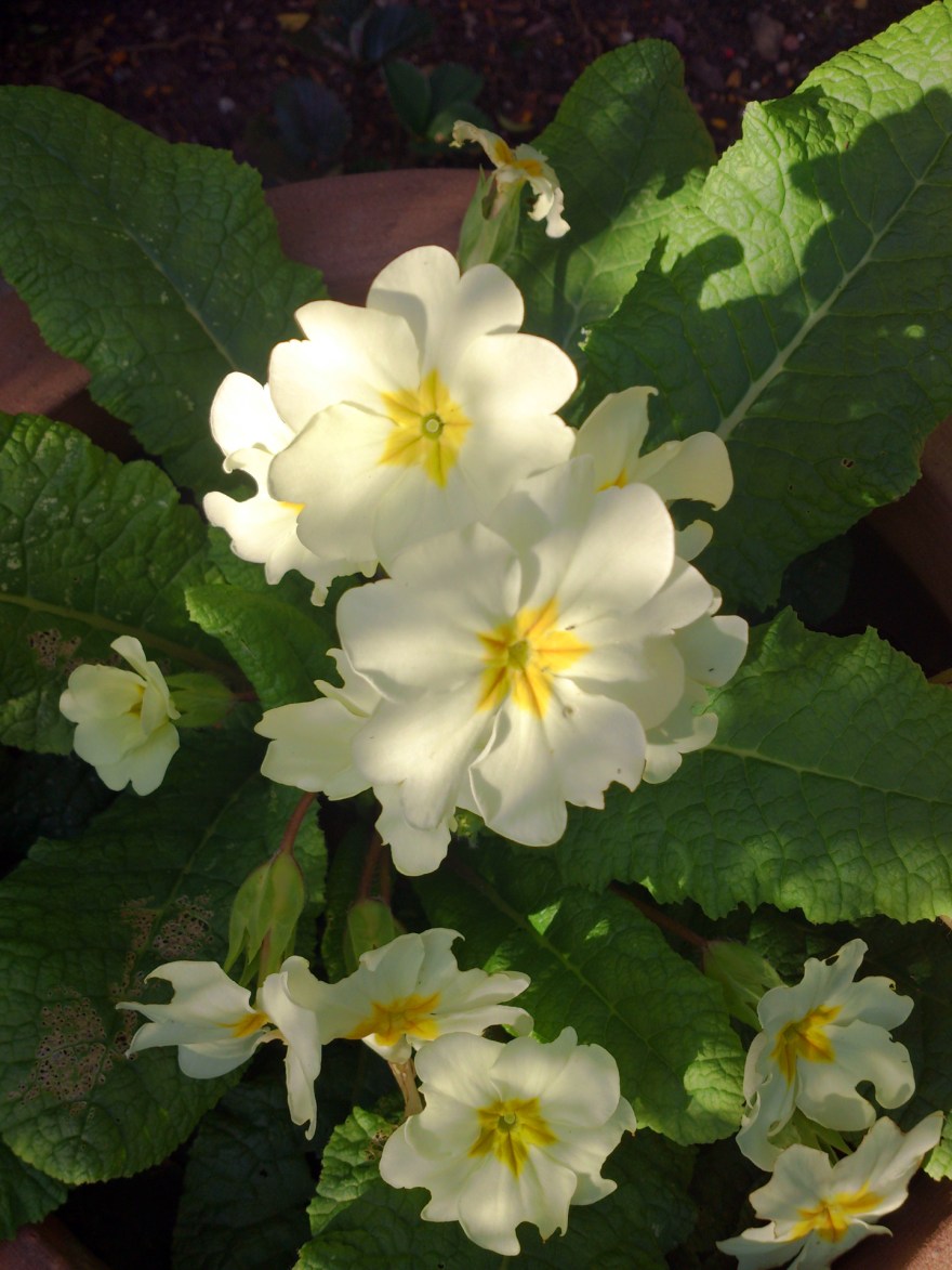 Primroses