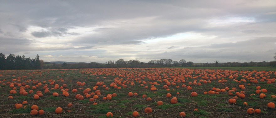 pumpkins