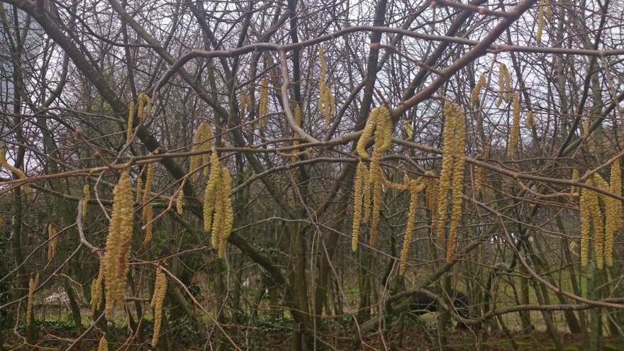 catkins