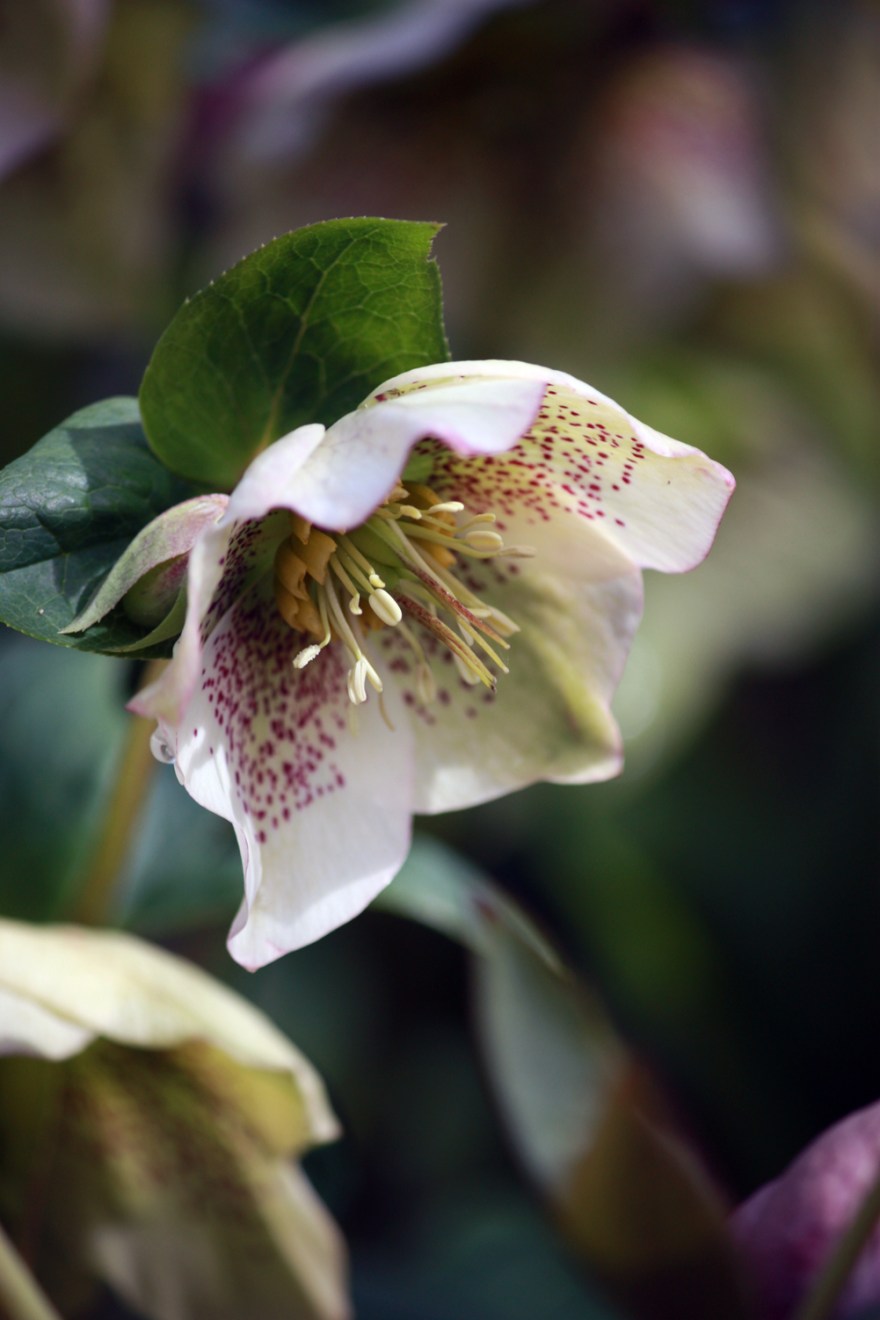 lenten rose