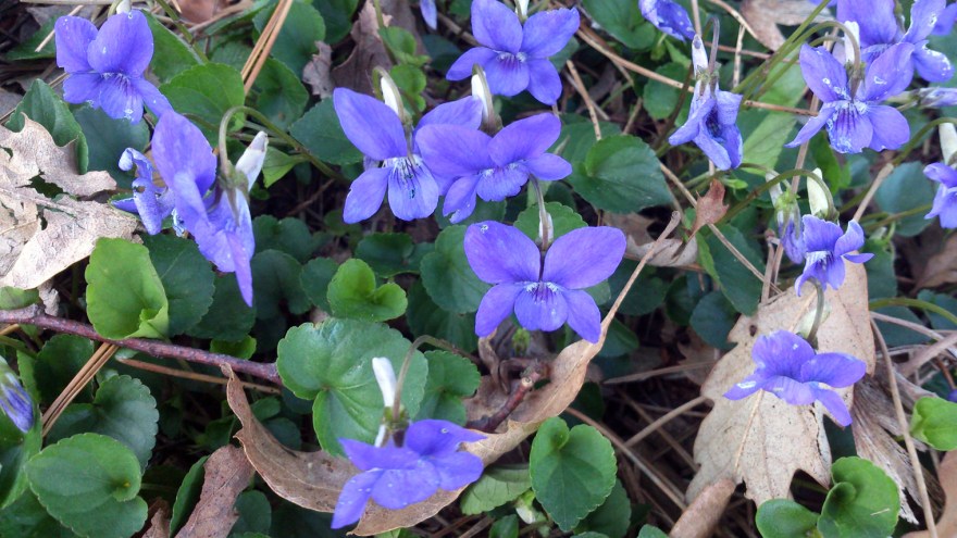 violets