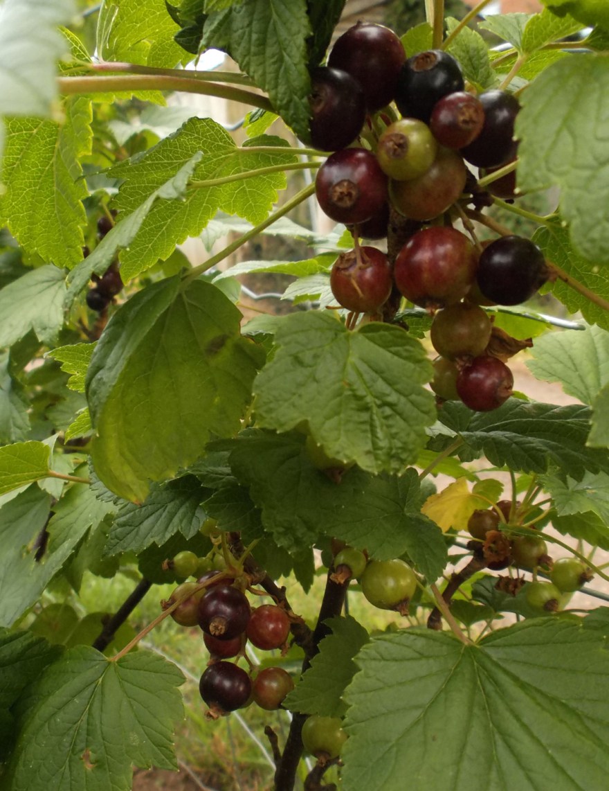 Promising a good crop