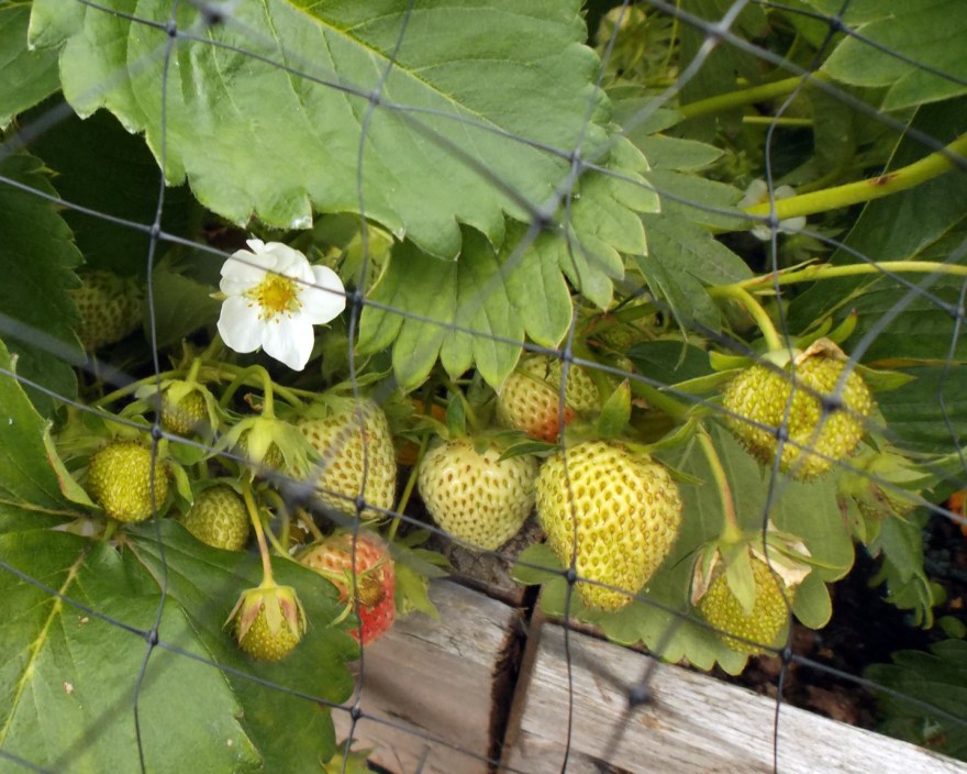 Hoping the birds won't get too many