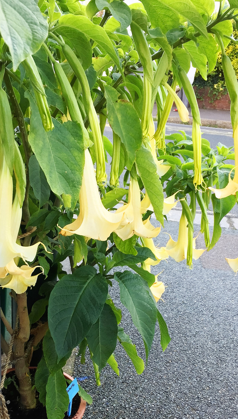datura