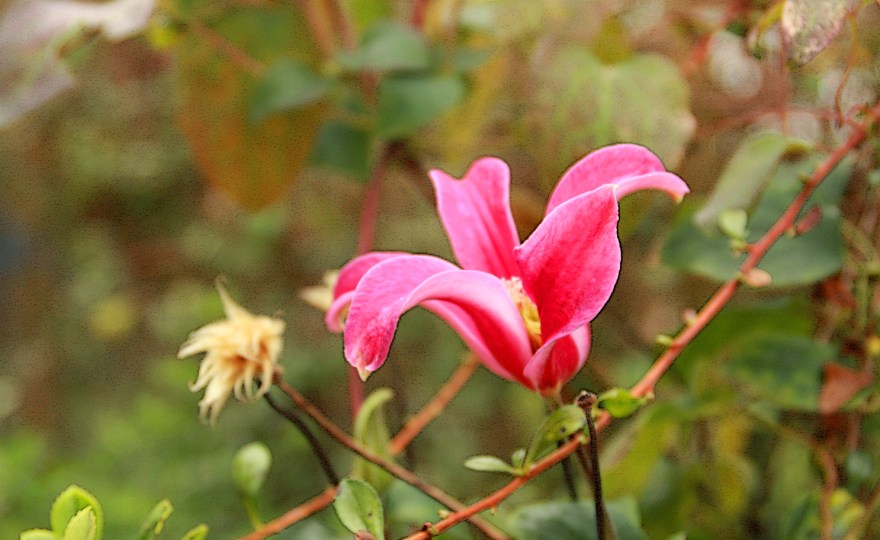 clematis princess diana