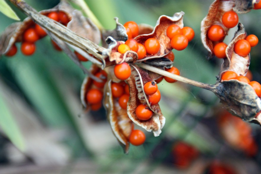 iris seeds