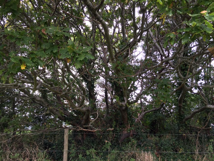 One day it will be mighty