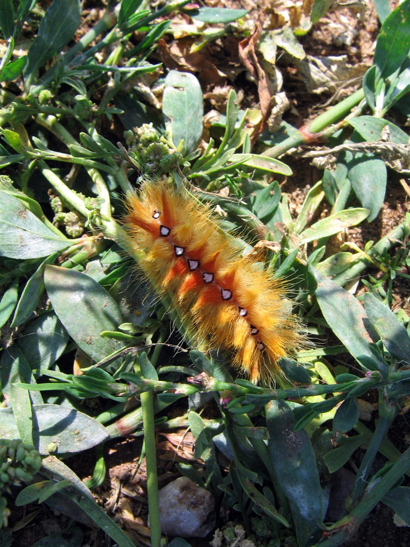 caterpillar