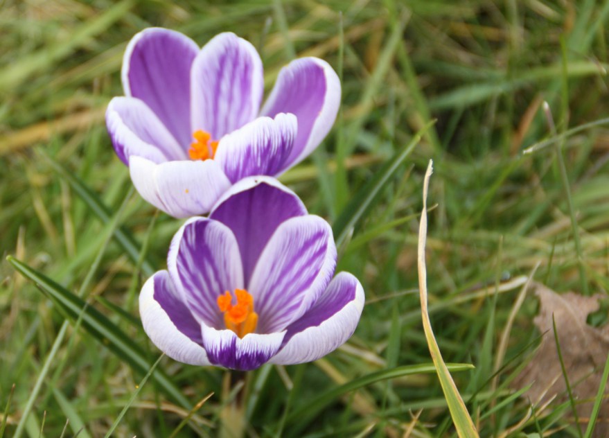 crocus