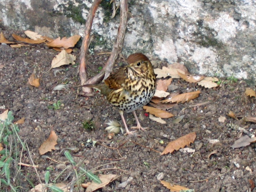 thrush