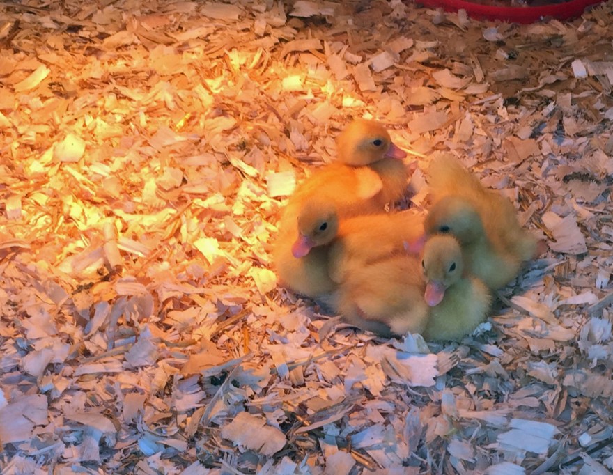 duck babies