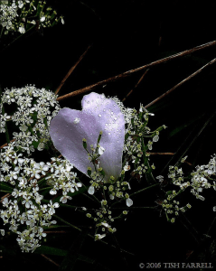 Tish Farrel's Eglantine