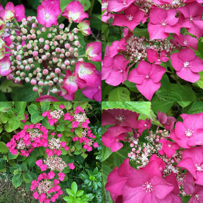 pixlr_20160726201325348